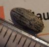 Helophorus sp.